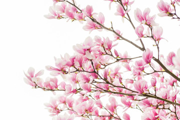 Happy spring day. magnolia blooming tree., natural floral background. beautiful spring flowers....