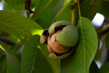 Fruto de nogal