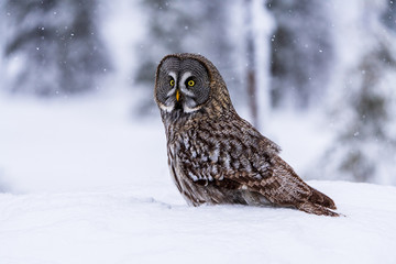 Great Grey Owl sitting on snow