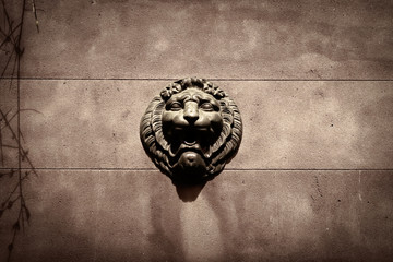 lion