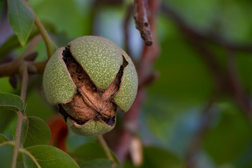 Fruto de nogal