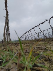 Vitigno