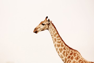 Majestic Giraffe at Kruger National Park in South Africa