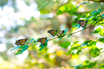 Monarch Clusters During Fall Migration 