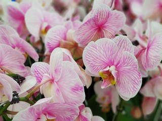 Pink orchid background image