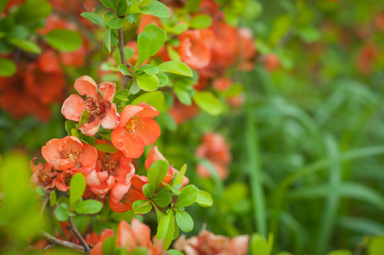 Blooming orange Chaenomeles japonica close-up. blur effect