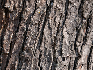 Bark of tree trunk, texture background, closeup
