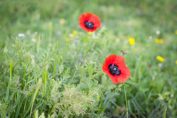 Wild mountain poppies in the spring meadow