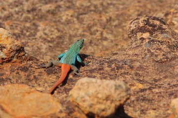 Naklejka na ściany i meble Sekukhune Flat Lizard in South Africa