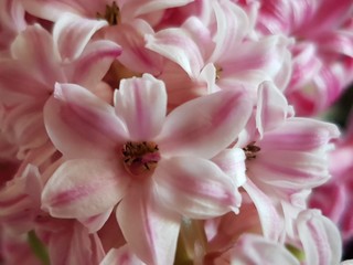 Naklejka na ściany i meble Blooming flower of pink hyacinth