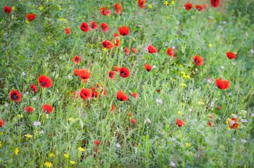 Fototapeta premium Wild mountain poppies in the spring meadow