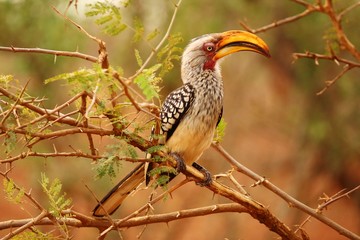 Fototapeta premium Southern yellow-billed Hornbill in South Africa