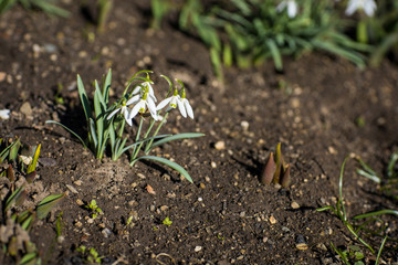 Snowdrops in soil at spring 