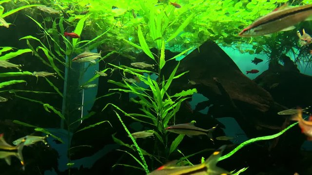 A green beautiful planted tropical freshwater aquarium with fishes slowly floating swimming in water.