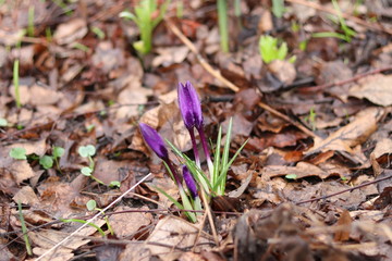 spring purple crocus flowers close up