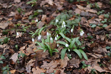 spring white snowdrop flowers close-up