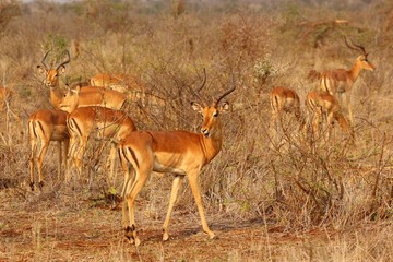 Herd of Impalas at Kruger National Park in South Africa