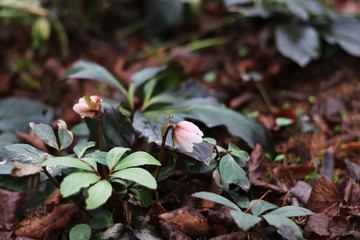 primrose hellebore in the forest