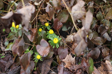 yellow springtime eranthis flowers close up