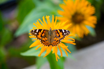 American Painted Lady Butterfly Eating Nectar in a Flower