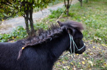 Cute pony with long mane at natural park. The bright colors of fall.Autumnal Park