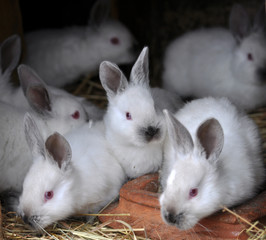 Californian breed rabbits