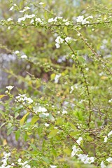 white buds and buds with young leaves on the branches of the bush