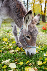 Cute donkey with long mane at natural park. The bright colors of fall.Autumnal Park.