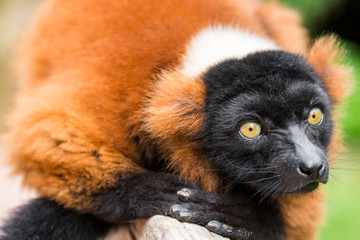 Close up of a red ruffed lemur perched on a branch and staring, against a green bokeh background © Roberto