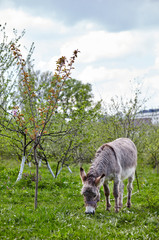 Cute donkey with long mane at natural park, enjoying nice weather