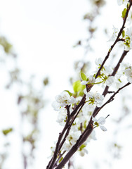  Blossoming apple orchard in spring. Fresh spring background on nature outdoors. Soft focus image of blossoming flowers in spring time. Shallow DOF. Selective focus