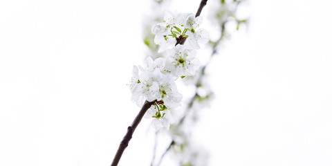  Blossoming apple orchard in spring. Fresh spring background on nature outdoors. Soft focus image of blossoming flowers in spring time. Shallow DOF. Selective focus