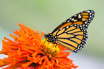 Monarch Butterfly Eating Nectar from Flowers and Plants