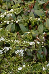 white buds and buds with young leaves on the branches of the bush