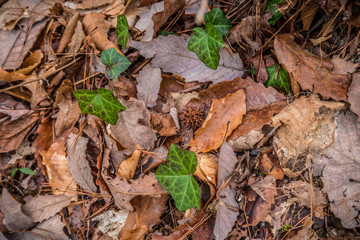 Forest floor debris