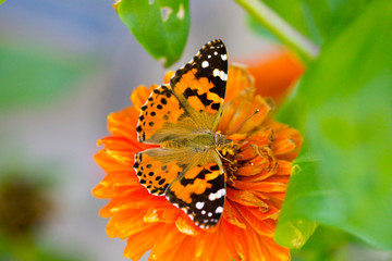 American Painted Lady Butterfly Eating Nectar in a Flower