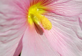 Macro Pink Mallow Flower with Yellow Center