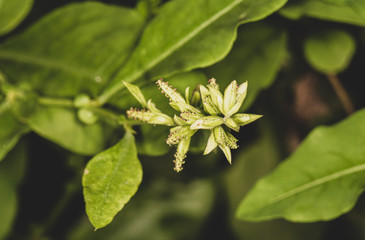 green leaves of a tree