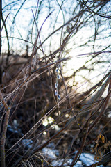 The beginning of spring. Nature awakens from winter. Thawed snow, flowers, trees, streams, bushes, grass and land.