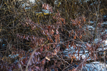 The beginning of spring. Nature awakens from winter. Thawed snow, flowers, trees, streams, bushes,...