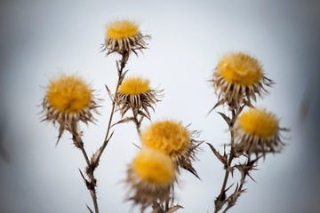 The beginning of spring. Nature awakens from winter. Thawed snow, flowers, trees, streams, bushes, grass and land.