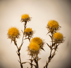 The beginning of spring. Nature awakens from winter. Thawed snow, flowers, trees, streams, bushes, grass and land.