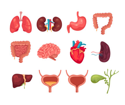 Human internal organs isolated set collections. Vector flat graphic design cartoon illustration