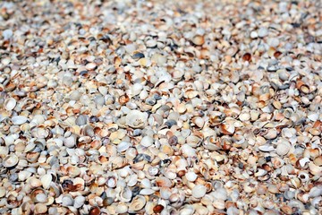 Sea sand with small shells and pebbles. Summer place to relax.