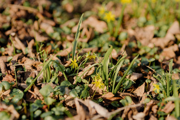 Gagea lutea (yellow Star of Bethlehem) Spring symbol