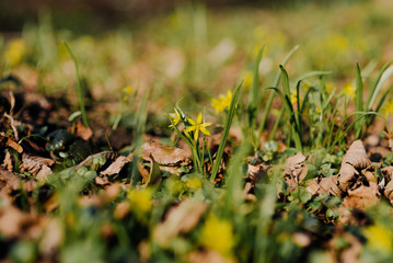 Gagea lutea, Yellow Star of Bethlehem blooming in park