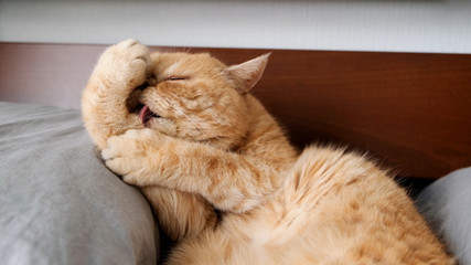 Cat grooming itself, licking paws. Big fluffy exotic shorthair cat with ginger fur