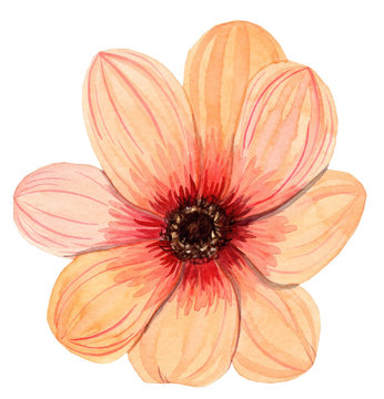 Watercolor Single Orange Flower Gerbera Isolated On White Background