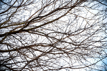 The beginning of spring. Nature awakens from winter. Thawed snow, flowers, trees, streams, bushes, grass and land.