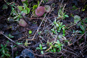 The beginning of spring. Nature awakens from winter. Thawed snow, flowers, trees, streams, bushes, grass and land.